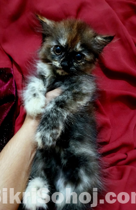 Persian Kitten (Traditional)